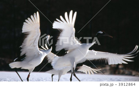 丹頂 丹頂 3912864