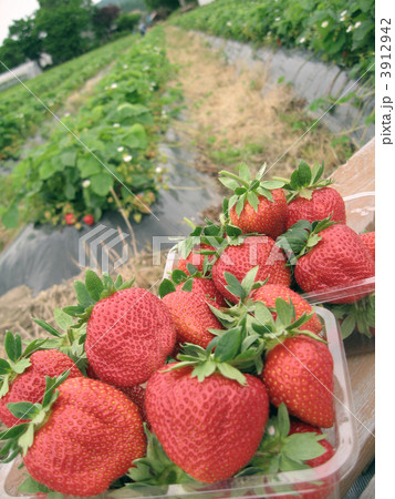 いちご畑（縦） 3912942