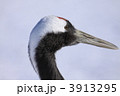 タンチョウ 3913295