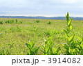 夏のサロベツ原野 3914082