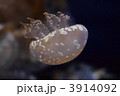 江ノ島水族館のくらげ 3914092