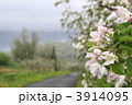 りんごの花 3914095