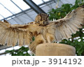 ベンガルワシミミズク　２ 3914192