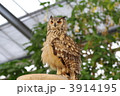 ベンガルワシミミズク　１ 3914195