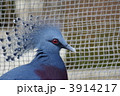 オウギバト 3914217