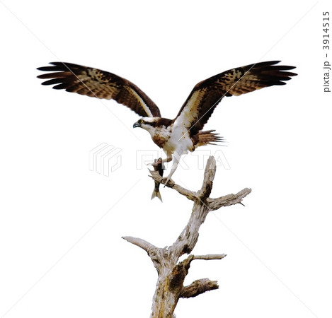 ミサゴ 食事中 3914515