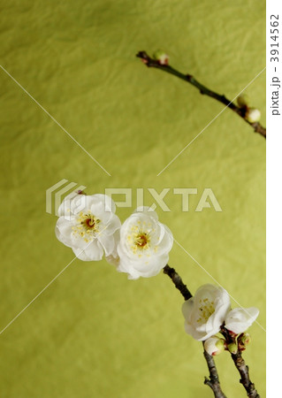 八重白梅(グリーン) 3914562