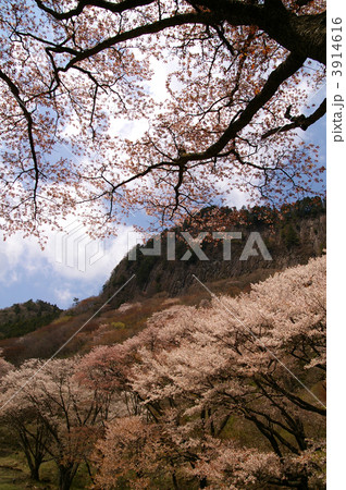 屏風岩公苑の桜 3914616