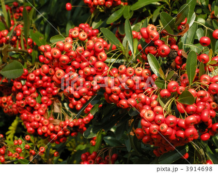 ピラカンサ 3914698