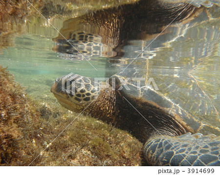 ウミガメ ウミガメ 3914699