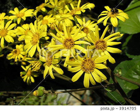 ツワブキとオオハナアブ ツワブキとオオハナアブ 3914705