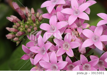 ペンタス 3915001