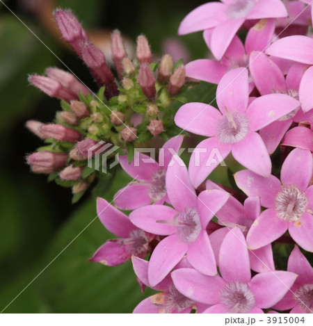 ペンタス ペンタス 3915004