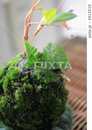 苔玉 3915019