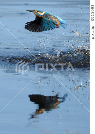 カワセミのダイビング 3915093