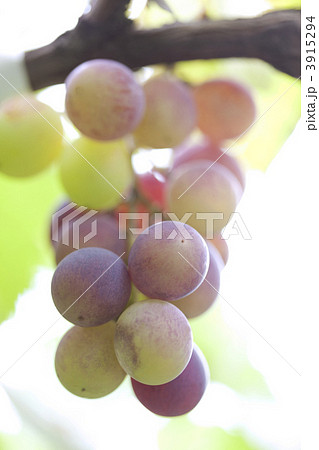 実ったブドウ 3915294