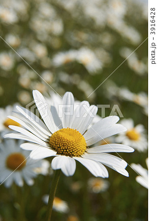 Daisies 3916428