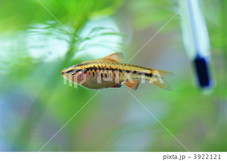 チェリー・バルブ 3922121