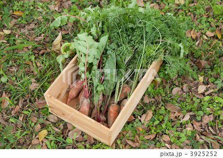 土付き西洋野菜 3925252