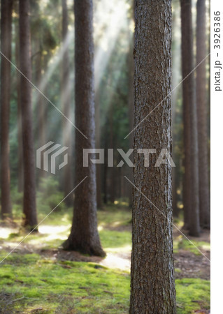 forest in autumn 3926386