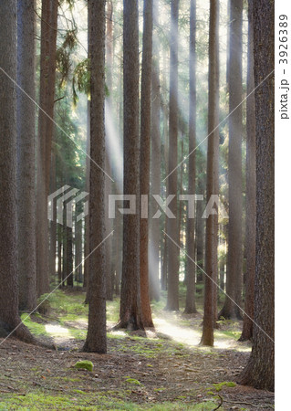 forest in autumn 3926389