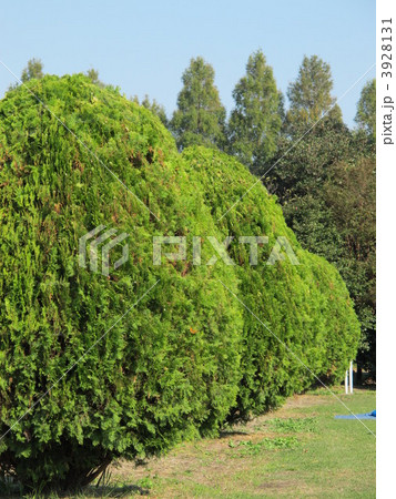 刈り込まれたカイヅカイブキ 3928131