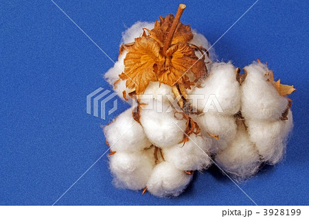 綿花 3928199