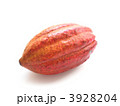 カカオポッド 3928204