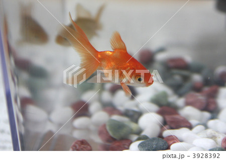 金魚すくいでとったリュウキン 3928392