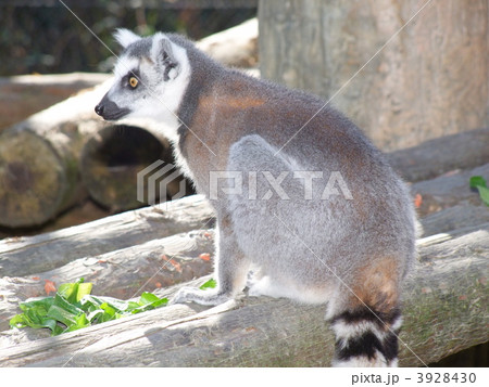 ワオキツネザル 3928430