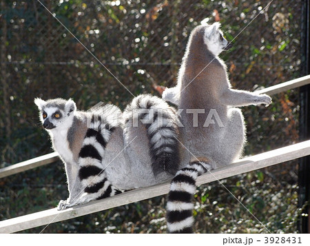 ワオキツネザル 3928431