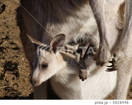 オオカンガルーの子供 3928446