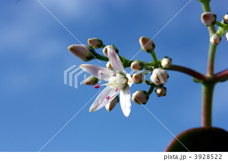 金のなる木、ベンケイソウ、銭の花に花が咲いた。 3928522