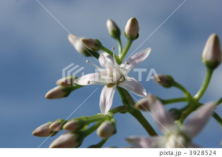 金のなる木、ベンケイソウ、銭の花に花が咲いた。 3928524