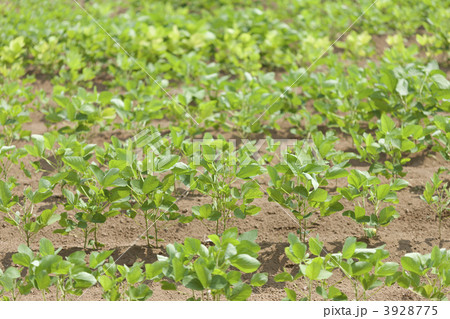 エダマメ畑 3928775