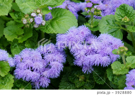 アゲラタム　和名は郭公薊（かっこうあざみ） 3928880