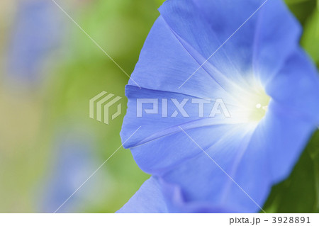 アサガオの花 3928891