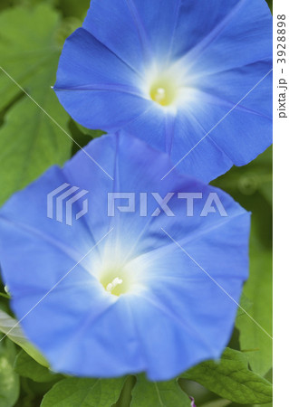 アサガオの花 3928898