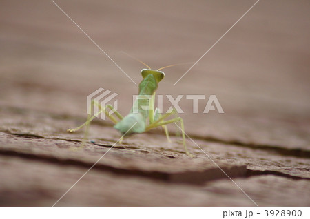 腹広螳螂　幼虫は翅が無いので歩いて移動 3928900