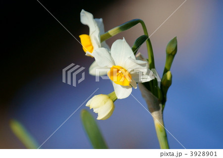 日本水仙　 3928901