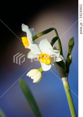 日本水仙　 3928902