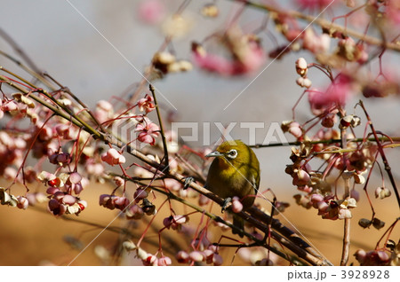 真弓の実に夢中な目白くん 真弓の実に夢中な目白くん 3928928
