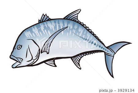 ロウニンアジ 3929134