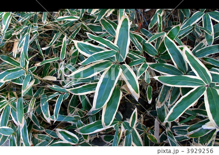 庭の熊笹 3929256