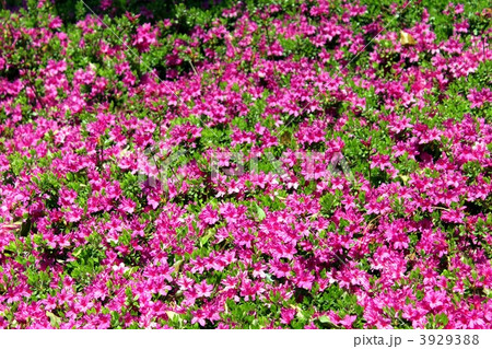 紫ヤマつつじの満開 3929388