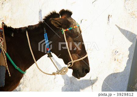 Donkey 3929812