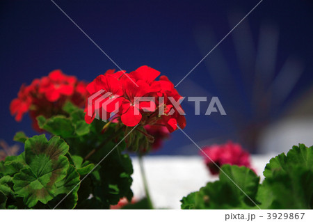 Red geranium close up Red geranium close up 3929867
