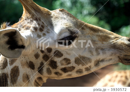 Giraffe close up Giraffe close up 3930572