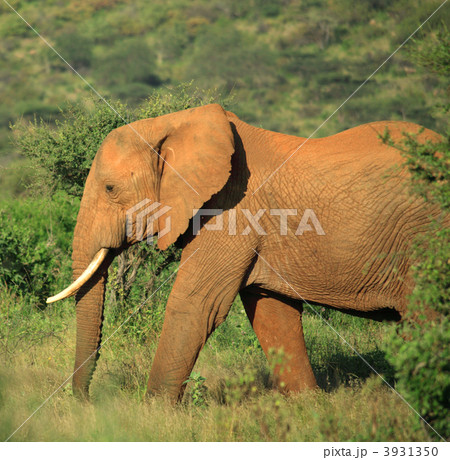 Strolling elephant 3931350