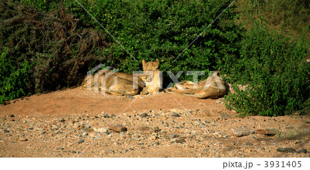 Basking lions 3931405